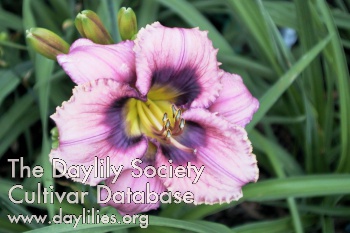 Daylily Rhapsody in Time